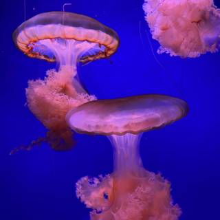 Pink jellyfish wallpaper