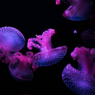 Pink jellyfish wallpaper