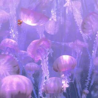 Pink jellyfish wallpaper