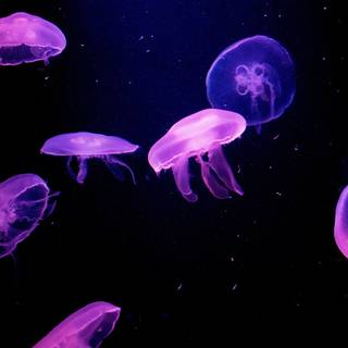 Pink jellyfish wallpaper