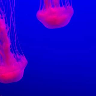 Pink jellyfish wallpaper