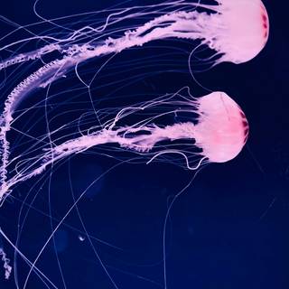 Pink jellyfish wallpaper