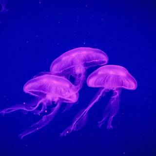 Pink jellyfish wallpaper