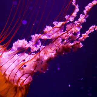 Pink jellyfish wallpaper