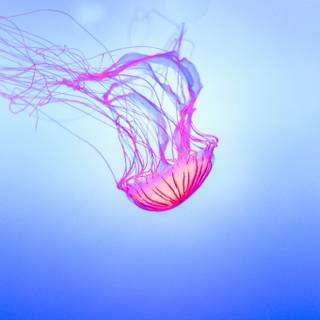 Pink jellyfish wallpaper
