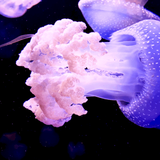 Pink jellyfish wallpaper