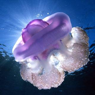 Pink jellyfish wallpaper