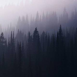 Aesthetic fog wallpaper