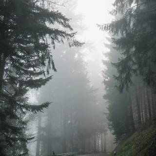 Aesthetic fog wallpaper