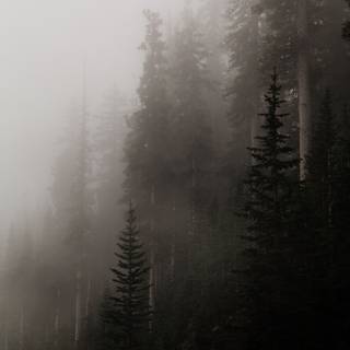 Aesthetic fog wallpaper