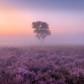 Aesthetic fog wallpaper