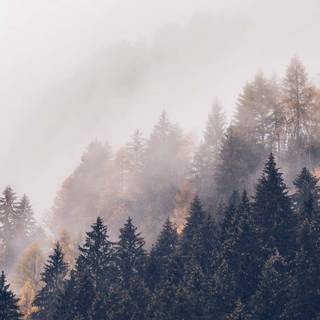 Aesthetic fog wallpaper