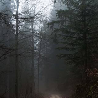 Aesthetic fog wallpaper