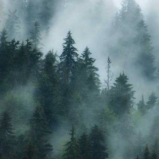 Aesthetic fog wallpaper