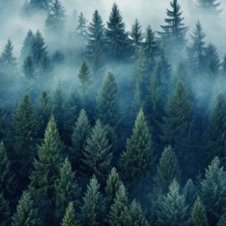 Aesthetic fog wallpaper