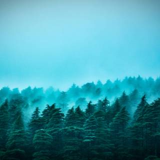 Aesthetic fog wallpaper