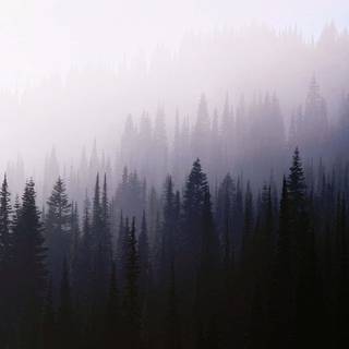 Aesthetic fog wallpaper