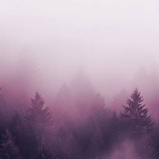 Aesthetic fog wallpaper
