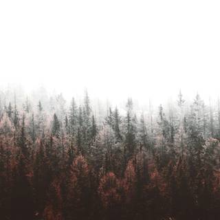 Aesthetic fog wallpaper