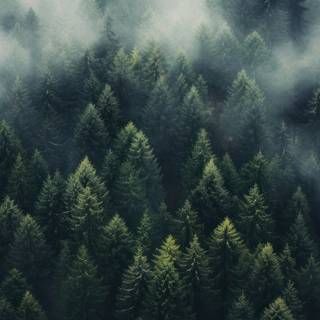 Aesthetic fog wallpaper