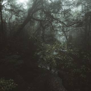 Aesthetic fog wallpaper