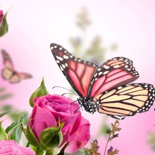 Flowers and butterflies iPhone wallpaper