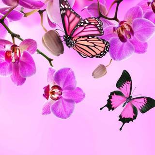 Easter and butterflies wallpaper