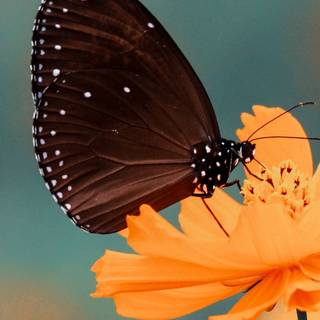 Flowers and butterflies iPhone wallpaper