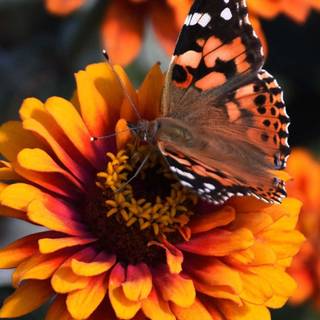 Flowers and butterflies iPhone wallpaper