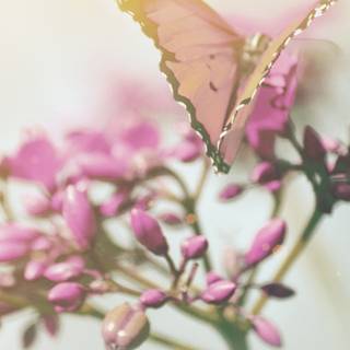 Flowers and butterflies iPhone wallpaper
