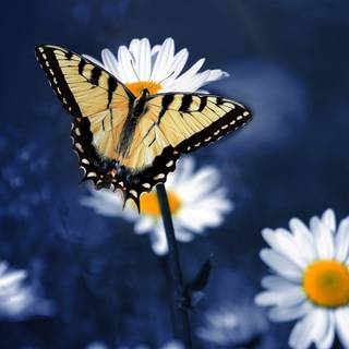 Flowers and butterflies iPhone wallpaper