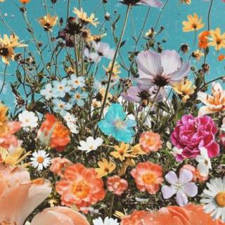 Flowers and butterflies iPhone wallpaper