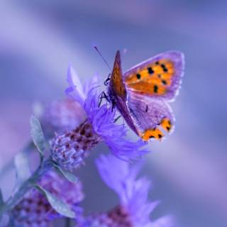 Flowers and butterflies iPhone wallpaper