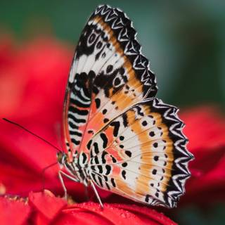 Flowers and butterflies iPhone wallpaper