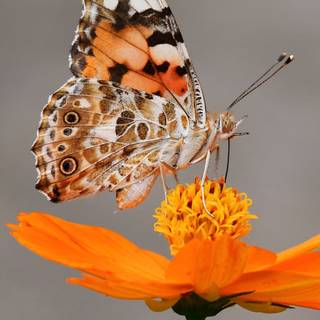 Flowers and butterflies iPhone wallpaper