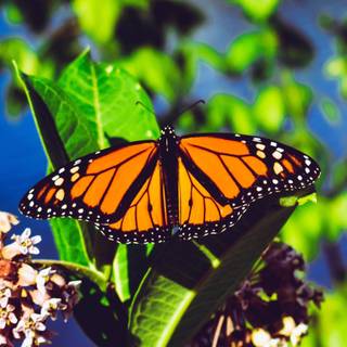 Flowers and butterflies iPhone wallpaper