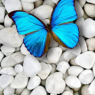 Flowers and butterflies iPhone wallpaper