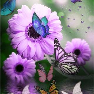 Flowers and butterflies iPhone wallpaper