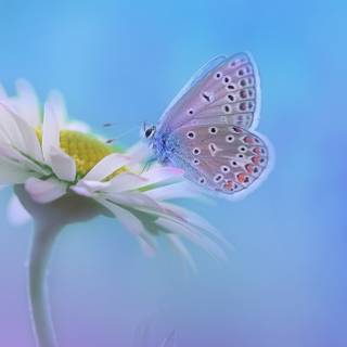 Flowers and butterflies iPhone wallpaper