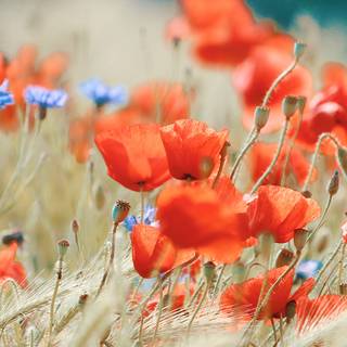 iPhone nature spring wallpaper