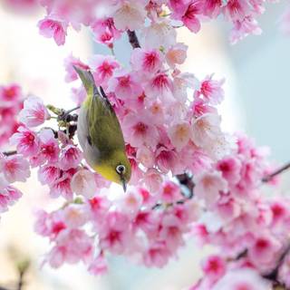 Birds cute spring wallpaper