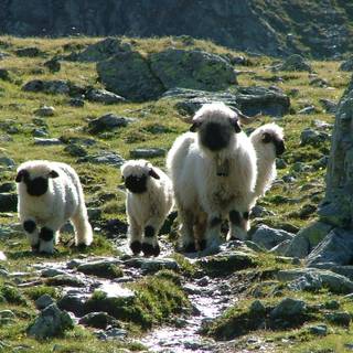Valais Blacknose sheep wallpaper