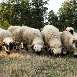 Valais Blacknose sheep wallpaper