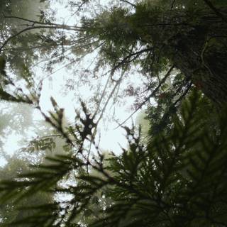 Tree shadow wallpaper