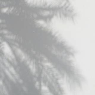 Tree shadow wallpaper