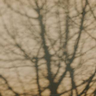 Tree shadow wallpaper