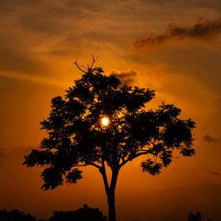 Tree shadow wallpaper