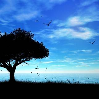 Tree shadow wallpaper