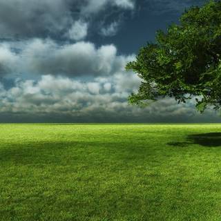 Tree shadow wallpaper