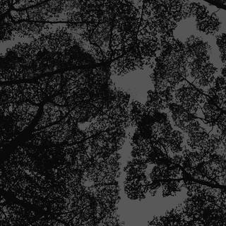 Tree shadow wallpaper